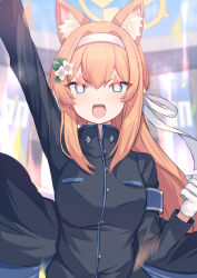 Rule 34 | 1girl, alternate costume, animal ear fluff, animal ears, arm up, armband, black jacket, blue archive, blue armband, breasts, cheering, clenched hand, flaming eye, fox ears, gakuran, gloves, halo, headband, highres, jacket, looking at viewer, mari (blue archive), mi taro333, open mouth, orange hair, ouendan, outstretched arm, school uniform, small breasts, solo, upper body, white gloves, white headband