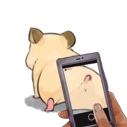 Rule 34 | animal focus, ass, cellphone, fingernails, from behind, fukurou (owl222), hamster, lowres, original, out of frame, phone, simple background, smartphone, taking picture, white background