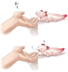 Rule 34 | animal, axolotl, gills, hand focus, handshake, nakashima (middle earth), original, salamander