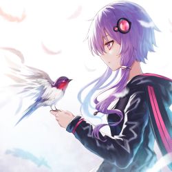 Rule 34 | 1girl, animal hood, bird, bird on hand, black jacket, commentary request, falling feathers, feathers, floating hair, from side, hair ornament, highres, hood, hooded jacket, jacket, koissa, long hair, long sleeves, looking at another, parted lips, profile, purple eyes, purple hair, rabbit hood, short hair with long locks, sidelocks, swallow (bird), upper body, voiceroid, white background, yuzuki yukari