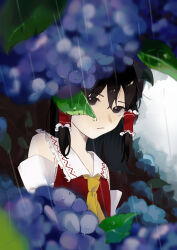 Rule 34 | 1girl, :/, absurdres, ascot, bare shoulders, black background, black eyes, black hair, blue flower, blurry, blurry foreground, closed mouth, depth of field, detached sleeves, flower, frilled hair tubes, frilled shirt collar, frills, hair between eyes, hair tubes, hakurei reimu, highres, hydrangea, leaf, looking at viewer, purple flower, rain, red vest, s u d, solo, touhou, two-tone background, upper body, vest, water drop, white background, white sleeves, yellow ascot