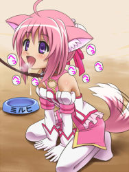 Rule 34 | 10s, animal ears, awa, bare shoulders, bow, bowl, collar, dog days, dog ears, dog tail, drooling, gloves, hair bow, hair ribbon, leash, millhiore f. biscotti, open mouth, pet bowl, pet play, pink hair, purple eyes, ribbon, saliva, short hair, tail, tongue, tongue out