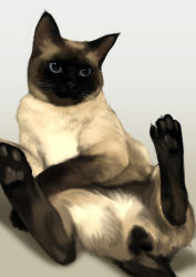 Rule 34 | animal, animal focus, animal hands, as109, as109&#039;s cat, blue eyes, cat, claws, gradient background, highres, lying, no humans, on back, original, pawpads, realistic, shadow, siamese cat, solo, testicles, whiskers