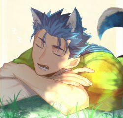 1boy, alternate costume, animal ears, blue hair, crossed arms, cu chulainn (fate) (all), dog ears, dog tail, eyes closed, fangs, fate/stay night, fate (series), grass, kystktstura, lancer, long hair, male focus, open mouth, ponytail, simple background, sleeping, solo, spiked hair, tail