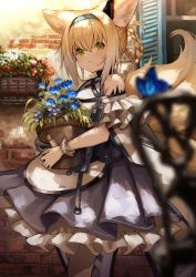 Rule 34 | 1girl, animal ears, arknights, blue flower, blurry, blurry foreground, braid, braided hair rings, clothing cutout, depth of field, dress, flower, flower pot, fox ears, fox girl, fox tail, frilled dress, frills, hair rings, hairband, highres, holding, konome noi, long hair, looking at viewer, material growth, multiple tails, oripathy lesion (arknights), plant, potted plant, shoulder cutout, solo, standing, suzuran (arknights), tail, wrist cuffs