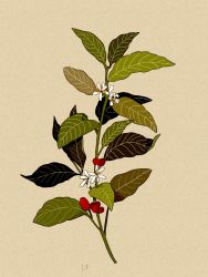 Rule 34 | coffee (plant), commentary, commission, english commentary, flower, food, fruit, grey background, highres, leaf, libbyframe, no humans, original, plant, signature, simple background, still life, white flower