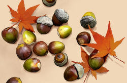 Rule 34 | acorn, aiai (hidetti), autumn leaves, bad id, bad pixiv id, food, food focus, leaf, no humans, nut (food), original, sepia background, shadow, simple background