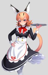 Rule 34 | 1girl, :s, absurdres, alternate costume, animal ears, apron, black dress, blue eyes, blush, bow, bowtie, caracal (kemono friends), coat, collar, cowboy shot, deku suke, dress, enmaided, extra ears, frilled collar, frilled cuffs, frills, grey background, hand on own hip, highres, holding, holding tray, kemono friends, kemono friends 3, long dress, long hair, long sleeves, looking at viewer, maid, maid apron, maid headdress, official alternate costume, orange hair, pantyhose, red bow, red bowtie, simple background, solo, tail, tray, white coat, white pantyhose