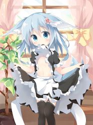 Rule 34 | 1girl, animal ears, apron, black shirt, black skirt, black thighhighs, blue eyes, blue hair, blush, bow, clothes in mouth, clothes lift, commentary request, curtains, flower, fox ears, fox girl, fox tail, frilled shirt, frilled skirt, frilled sleeves, frills, garter straps, hair between eyes, hair flower, hair ornament, head tilt, highres, indoors, kushida you, lifted by self, long hair, looking at viewer, maid, mouth hold, navel, original, plant, potted plant, puffy short sleeves, puffy sleeves, shirt, shirt in mouth, shirt lift, short sleeves, skirt, skirt hold, solo, stomach, tail, thighhighs, tree, waist apron, white apron, window, yellow bow