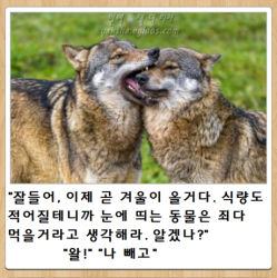 Rule 34 | biting, closed eyes, fangs, field, fur, grass, korean text, lowres, original, outdoors, photo (medium), reference photo, roonhee, translated, wolf