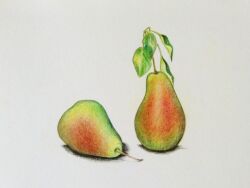 Rule 34 | colored pencil (medium), food, food focus, fruit, leaf, manmosu-0607, no humans, original, pear, realistic, shadow, simple background, still life, traditional media, white background