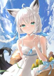 Rule 34 | 1girl, ahoge, animal ear fluff, animal ears, arm behind back, arm up, bare shoulders, blue bow, blush, bow, braid, breasts, cloud, cloudy sky, collarbone, commentary request, corn, dress, fox ears, fox tail, green eyes, hair bow, hat, highres, holding, holding clothes, holding hat, hololive, long hair, looking at viewer, miaohik, picnic basket, shirakami fubuki, sky, small breasts, smile, spaghetti strap, straw hat, sundress, tail, twin braids, unworn hat, unworn headwear, virtual youtuber, white dress