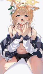 Rule 34 | 1girl, animal ear fluff, animal ears, black bra, black shorts, blonde hair, blue archive, blue eyes, blush, bra, breasts, cat ears, collarbone, fingernails, flower, hair flower, hair ornament, halo, highres, huuuuu (ddakji79), jacket, long hair, long sleeves, looking at viewer, mari (blue archive), mari (track) (blue archive), midriff, navel, off shoulder, official alternate costume, open clothes, open jacket, open mouth, orange hair, shorts, simple background, sitting, small breasts, solo, tongue, tongue out, track jacket, underwear, white flower, yellow halo
