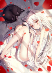 Rule 34 | 1girl, absurdres, animal, animal ears, bare shoulders, barefoot, bed sheet, blush, breasts, cat, cat ears, cat girl, cat tail, closed mouth, collarbone, dress, dress tug, extra ears, fang, fang out, hair between eyes, head tilt, highres, holding, holding hair, kyubi (99b 1226), light particles, long hair, looking at viewer, lying, motion blur, on side, original, petals, red eyes, small breasts, solo, sundress, tail, thighs, white dress, white hair, window shadow