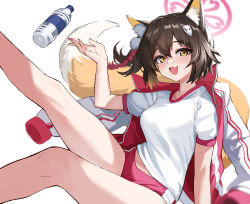 Rule 34 | 1girl, absurdres, animal ear fluff, animal ears, arm support, blue archive, bottle, brown hair, buruma, fang, fox ears, fox girl, fox hair ornament, fox tail, gym uniform, hair ornament, halo, highres, izuna (blue archive), jacket, jacket on shoulders, jersey, leg up, open mouth, pom pom (clothes), pom pom hair ornament, shirt, short hair, sitting, skin fang, smile, stone (ksorede), tail, water bottle, white jacket, white shirt, yellow eyes