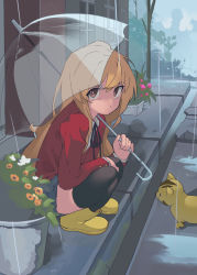 Rule 34 | 1girl, aisaka taiga, black ribbon, black thighhighs, blazer, blue skirt, boots, brown eyes, brown hair, closed mouth, commentary, dot mouth, dot nose, english commentary, flower, from side, full body, highres, hoiding, holding, holding umbrella, jacket, long hair, long sleeves, looking at viewer, looking to the side, neck ribbon, oohashi high school uniform, outdoors, puddle, rain, red jacket, ribbon, rubber boots, sakurami sumi, school uniform, sidewalk, skirt, solo, squatting, thighhighs, tiger, toradora!, transparent, transparent umbrella, umbrella, yellow footwear