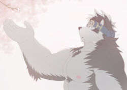 Rule 34 | 1boy, absurdres, ainu, ainu clothes, animal ears, bara, cherry blossoms, chest hair, from side, furry, furry male, grey fur, grey hair, headband, highres, horkeu kamui, large hands, large pectorals, looking up, male focus, muscular, muscular male, nipples, nude, outstretched arm, pectorals, profile, ry o (zyuzinka), short hair, solo, thick eyebrows, tokyo houkago summoners, two-tone fur, upper body, wolf boy, wolf ears, yellow eyes
