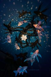 Rule 34 | animal, commentary, english commentary, fish, glowing, highres, koi, no humans, original, shadow, star (symbol), swimming, underwater, water, watermark, web address, yuumei