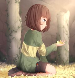Rule 34 | androgynous, black shorts, blunt bangs, blurry, boots, brown footwear, brown hair, chara (undertale), closed mouth, commentary, day, depth of field, flower, full body, gender request, green sweater, heart, holding, holding flower, knee boots, kneehighs, light particles, long sleeves, pillar, profile, red eyes, sasoura, seiza, short hair, shorts, side ponytail, signature, single vertical stripe, sitting, smile, socks, sunlight, sweater, undertale