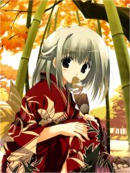Rule 34 | 1girl, bamboo, bamboo forest, black eyes, blush, forest, japanese clothes, mitsumi misato, nature, solo, white hair