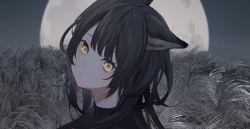 Rule 34 | 1girl, achiki, animal ears, black hair, black shirt, closed mouth, commentary, frown, full moon, head tilt, long hair, looking at viewer, moon, original, portrait, shirt, solo, symbol-only commentary, wheat field, yellow eyes