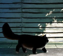 Rule 34 | animal focus, black cat, cat, day, hachiya shohei, highres, no humans, original, outdoors