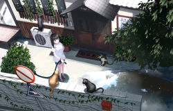 Rule 34 | .l.l, 1girl, absurdres, animal, arrow (symbol), black cat, black footwear, black hair, black shorts, blue eyes, breasts, cat, closed mouth, collarbone, commentary request, day, door, highres, holding, hose, long sleeves, medium breasts, no entry sign, original, outdoors, paper boat, revision, road sign, sandals, shirt, short shorts, short sleeves, shorts, sign, sliding doors, smile, standing, translation request, wall, water, white cat, white shirt