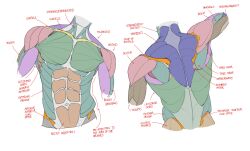 Rule 34 | 1boy, abs, anatomy, back muscles, biceps, cropped torso, english text, facing viewer, from behind, headless, highres, male focus, multiple views, obliques, original, outstretched arm, pectorals, pikat, toned, toned male