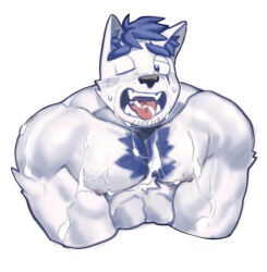 Rule 34 | 1boy, absurdres, animal ear fluff, animal ears, bara, blue doggo (ttn), blue fur, blue hair, bukkake, chest tuft, cropped shirt, cum, cum in mouth, cum on body, cum on male, cum on pectorals, dog boy, dog ears, facial hair, furry, furry male, goatee stubble, half-closed eyes, highres, huge eyebrows, implied yaoi, large pectorals, male focus, muscular, muscular male, open mouth, original, pectoral squeeze, pectorals, short hair, solo, stubble, sweat, thick eyebrows, tongue, tongue out, ttn (239 239), two-tone fur, v arms, white fur