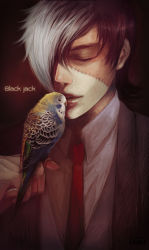 Rule 34 | 1boy, animal, artist name, bird, bird on hand, black hair, black jack (character), black jack (series), brown jacket, character name, closed eyes, collared shirt, commentary, english commentary, engrish commentary, gradient background, hair over one eye, hand up, jacket, kashi kung, kiss, kissing animal, lips, male focus, multicolored hair, necktie, parakeet, parted lips, red necktie, scar, scar on face, shirt, short hair, solo, two-tone hair, upper body, white hair, white shirt