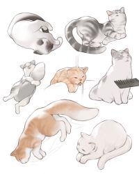 Rule 34 | animal focus, bad id, bad pixiv id, brushing hair, cat, commentary, english commentary, highres, hugging own tail, hugging tail, luimiart, no humans, original, sleeping, tail, tongue, tongue out, white cat