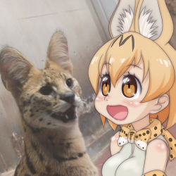 Rule 34 | 10s, 1girl, :d, animal, animal ear fluff, animal ears, ascot, blonde hair, bow, bowtie, breasts, cat, extra ears, kemono friends, open mouth, photo (medium), serval, serval (kemono friends), serval print, smile, t jiroo (ringofriend), what