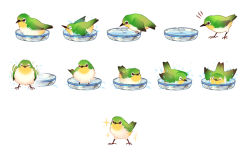 Rule 34 | bird, closed eyes, era (traveling bird), japanese white-eye, no humans, original, simple background, solo, washing, water, wet, white background