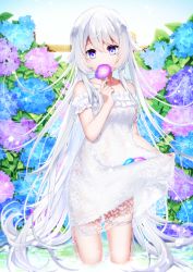 Rule 34 | 1girl, bare shoulders, blue flower, blush, breasts, collarbone, commentary request, covered mouth, day, dress, fence, flower, flower over mouth, hair between eyes, highres, holding, holding flower, hydrangea, kitasaya ai, kneeling, long hair, moe2020, off-shoulder dress, off shoulder, original, outdoors, purple eyes, purple flower, shallow water, sidelocks, skindentation, skirt basket, skirt hold, small breasts, solo, thigh strap, very long hair, water, white dress, white hair