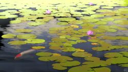 Rule 34 | commentary request, day, flower, koi, lake, lily pad, lotus, mocha (cotton), no humans, original, outdoors, reflection, scenery, signature, water surface