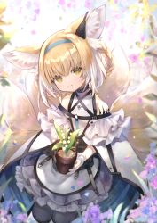 Rule 34 | 1girl, animal ear fluff, animal ears, arknights, bare shoulders, black collar, black pantyhose, blonde hair, blue hairband, choker, collar, commentary request, dress, earpiece, flower pot, fox ears, fox girl, fox tail, green eyes, hairband, head tilt, highres, holding, holding flower pot, holding pot, infection monitor (arknights), kitsune, kyuubi, looking at viewer, material growth, multiple tails, oripathy lesion (arknights), pantyhose, plant, pot, romayasu, seiza, sitting, skirt, smile, solo, suzuran (arknights), tail, white dress, white skirt, white wristband