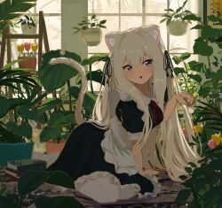 Rule 34 | 1girl, absurdres, animal ear fluff, animal ears, apron, arm support, black dress, black ribbon, book, book stack, commentary request, dress, flower, hair ribbon, hanging plant, highres, indoors, kgt (pixiv12957613), lion ears, lion girl, lion tail, long hair, maid, maid apron, neck ribbon, open mouth, original, pantyhose, paw pose, plant, potted plant, puffy short sleeves, puffy sleeves, purple eyes, red ribbon, ribbon, scenery, short sleeves, sitting, tail, tulip, very long hair, white apron, white pantyhose, window, yokozuwari
