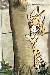 Rule 34 | 10s, 1girl, :&lt;, animal ear fluff, animal ears, behind tree, black hair, blush, commentary, day, elbow gloves, gloves, grass, high-waist skirt, kemono friends, korean commentary, multicolored hair, outdoors, peeking out, photo-referenced, san sami, serval (kemono friends), serval print, serval tail, short hair, short sleeves, skirt, smile, solo, tail, tree, yellow eyes