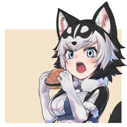 Rule 34 | 1girl, animal ear fluff, animal ears, black gloves, black hair, black jacket, blue eyes, blush, burger, commentary request, dog ears, dog girl, dog tail, eating, elbow gloves, fangs, fictional persona, food, fur collar, fur trim, gloves, harness, jacket, kemono friends, multicolored clothes, multicolored gloves, multicolored hair, multicolored jacket, nyifu, open mouth, original, short hair, short sleeves, siberian husky (kemono friends), solo, tail, two-tone gloves, two-tone hair, two-tone jacket, upper body, white gloves, white hair, white jacket