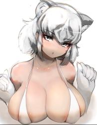 Rule 34 | 1girl, animal ear fluff, animal ears, areola slip, bikini, blush, bra, breasts, cleavage, collarbone, extra ears, fang, female focus, gloves, highres, huge breasts, kemono friends, looking at viewer, matching hair/eyes, open mouth, shibori kasu, short hair, solo, swimsuit, tiger ears, tiger stripes, underwear, upper body, white background, white bikini, white eyes, white gloves, white hair, white tiger (kemono friends)