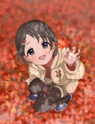 Rule 34 | 1girl, arm support, autumn leaves, black eyes, black hair, black pantyhose, blue footwear, blurry, blush, brown shorts, brown sweater, child, commentary, depth of field, dot nose, flat chest, from above, hair ornament, hairclip, hand up, highres, holding, holding leaf, hood, hooded jacket, idolmaster, idolmaster cinderella girls, jacket, leaf, leaf hair ornament, legs, long sleeves, looking at viewer, megabee e, open mouth, pantyhose, rabbit hair ornament, sasaki chie, shoes, short hair, shorts, smile, sneakers, solo, squatting, sweater, symbol-only commentary, thighs, white jacket, zipper