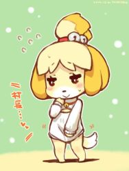Rule 34 | 1girl, animal crossing, animal ears, barefoot, bell, blonde hair, blush, brown eyes, collar, dog ears, dog girl, embarrassed, flying sweatdrops, furry, furry female, hair ornament, isabelle (animal crossing), jingle bell, meme attire, nintendo, no pants, open-chest sweater, shigatake, short hair, smile, solo, sweater, tail