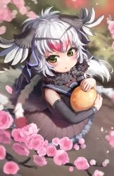 Rule 34 | 1girl, bare shoulders, bird girl, bird tail, bird wings, blurry, blush, collared dress, day, detached sleeves, dress, egg, flower, from above, fur collar, golden egg, grey hair, head wings, highres, holding, kemono friends, long hair, looking up, melaton, multicolored hair, ostrich (kemono friends), outdoors, parted lips, petals, pink hair, sailor collar, solo, standing, tail, two-tone hair, wings, yellow eyes