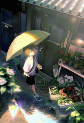 Rule 34 | 1boy, black shorts, blue footwear, brown eyes, brown hair, door, flower, from above, hand in pocket, highres, holding, holding umbrella, hydrangea, leaf, manhole cover, original, pink eyes, plant, potted plant, puddle, red flower, sasakure (mogunonbi), shirt, shoes, short hair, short sleeves, shorts, solo, umbrella, white flower, white shirt, yellow umbrella