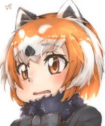 Rule 34 | 1girl, animal ear fluff, animal ears, black neckwear, bow, brown eyes, commentary request, fur collar, highres, kemono friends, kemono friends 2, lesser panda (kemono friends), looking at viewer, multicolored hair, orange hair, parted lips, portrait, red panda ears, short hair, simple background, solo, thin (suzuneya), two-tone hair, white background, white hair
