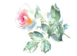 Rule 34 | flower, highres, leaf, no humans, original, painting (medium), plant, red flower, red rose, rose, shadow, traditional media, watercolor (medium), yu grassbird