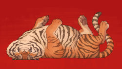 Rule 34 | animal, animal focus, closed eyes, facing viewer, highres, nishimawari kouro, no humans, original, red background, simple background, sleeping, solo, tiger, upside-down