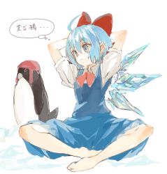 Rule 34 | 1girl, bird, blue dress, blue eyes, blue hair, bow, breasts, brown footwear, cirno, collared shirt, commentary request, dress, hair bow, ice, ice wings, indian style, konabetate, neck ribbon, penguin, pinafore dress, puffy short sleeves, puffy sleeves, red bow, red ribbon, ribbon, shirt, short hair, short sleeves, sitting, sleeveless dress, small breasts, solo, thought bubble, touhou, translation request, white shirt, wings