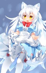 Rule 34 | 10s, 1girl, animal ear fluff, animal ears, apron, arctic wolf (kemono friends), artist name, autumn dawn, blue background, blush, bow, bowtie, dress, fangs, highres, japari symbol, kemono friends, long hair, open mouth, paw print, signature, solo, tail, thighhighs, white hair, wolf ears, wolf tail, yellow eyes