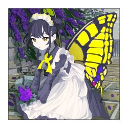 Rule 34 | 1girl, absurdres, apron, black dress, black hair, border, butterfly wings, closed mouth, commentary, double bun, dress, flower, hair bun, highres, holding, holding flower, insect wings, kagenoyuhi, long sleeves, looking at viewer, maid, maid apron, maid headdress, neckerchief, on ground, original, outdoors, plant, purple flower, short hair, sitting, solo, swallowtail butterfly, white apron, white border, wings, yellow eyes, yellow neckerchief, yellow wings